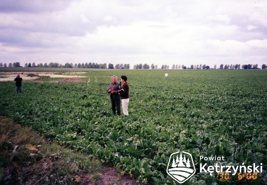 Ocena plantacji buraków cukrowych przez pracowników cukrowni - 1997r.
